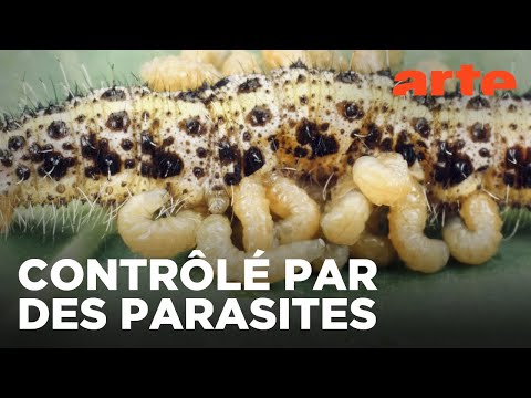La pègre animale : la vie secrète des parasites | ARTE Family
