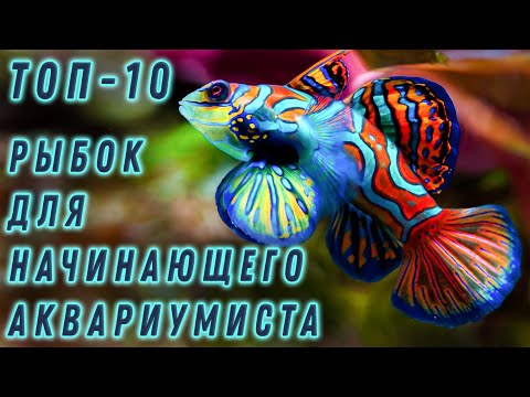 Top 10 Fish for Beginner Aquarists