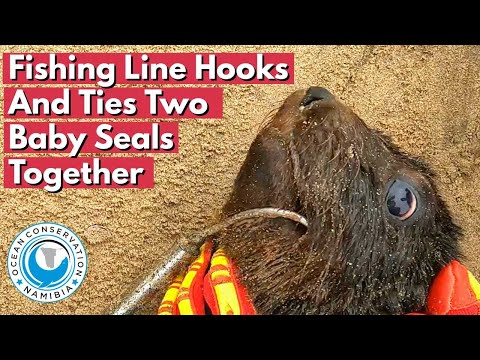 Two Baby Seals Joined Together By Fishing Line And Hook