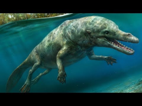 The Evolutionary History of Whales - Cetacean Evolution Part 1