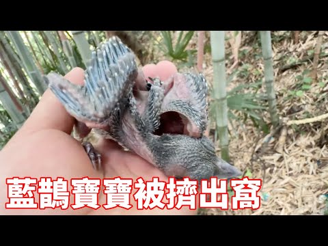 The blue magpie baby was squeezed out of the nest by the cuckoo and fell to the ground dying. the y