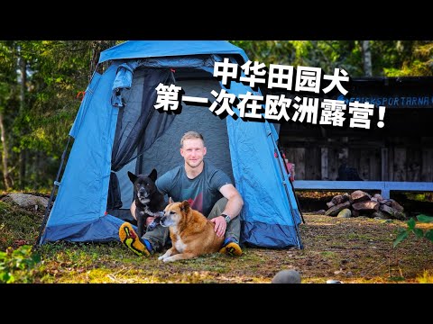 [ENG中文 SUB] First Time CAMPING with my DOGS - and THEY LOVED IT!