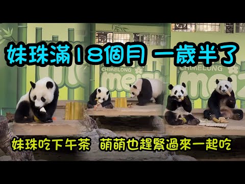 12月18日 妹珠18個月大，滿一歲半了，大師給妹珠做了一個妹珠指數下午茶，妹珠開始吃了，萌萌遲來直奔餐桌 #熊貓萌萌 #熊貓家和 #cutepanda #panda