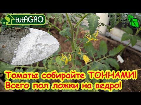 ПОДКОРМКА ТОМАТОВ ПОСЛЕ ВЫСАДКИ: моя секретная подкормка на вторую кисть. Кисти идут одна за одной.