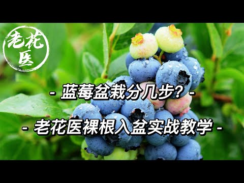 【开箱评测069】蓝莓盆栽分几步？蓝莓裸根入盆与养护实战教学！Unboxing and repotting of Blueberry for 28.8RMB.