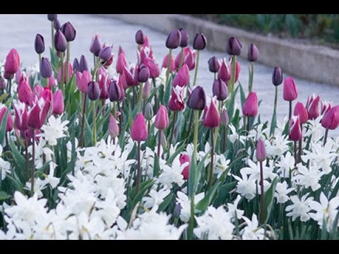 The Lurie Garden with Piet Oudolf -Directed by Tom Rossiter