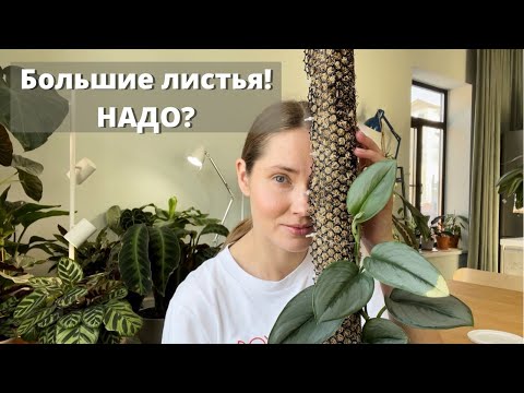 Залог больших листьев. Опора тотем для лианы!