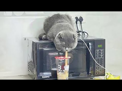 Funniest Cats 2024 🤣 Best Funny Cats Videos Of The Month 😻8