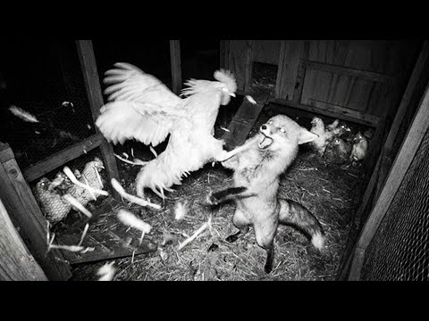 Когда Животные Связались Не с Тем Противником