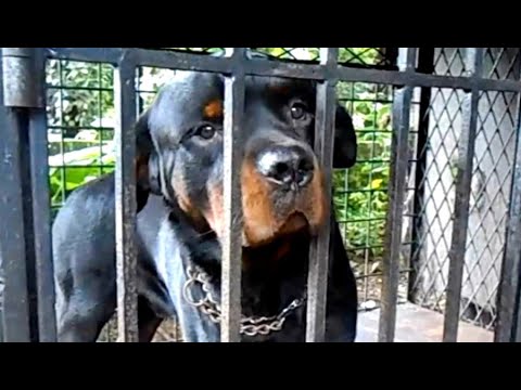 - Я никому не нужен! - Ротвейлер-отказник, плача от отчаяния, уткнулся в угол клетки носом...