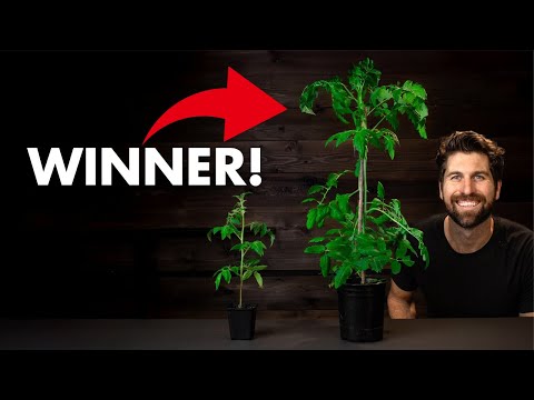 Compost vs. Fertilizer: I TESTED Potting Up Tomatoes with 5 Fertilizers - Here's What Happened!