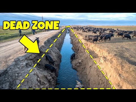 How Farmers Tricked Thousands of Wild Boars