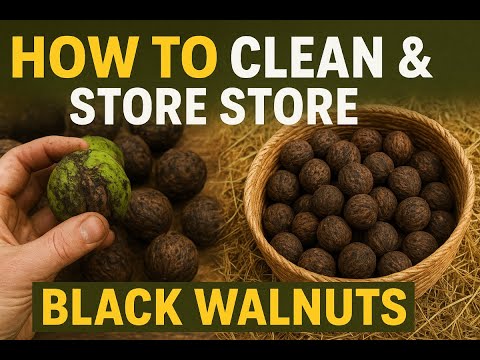 How to Clean and Store Black Walnuts for Cracking Later Part 2🌰 | Old-Time Method