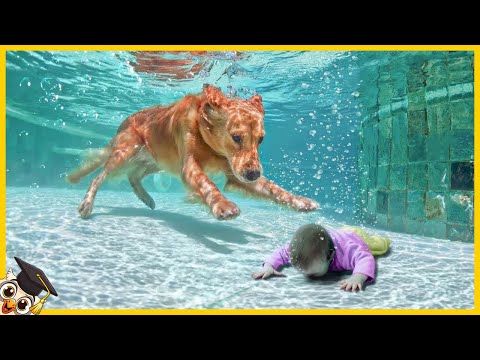 20 animals that saved human lives