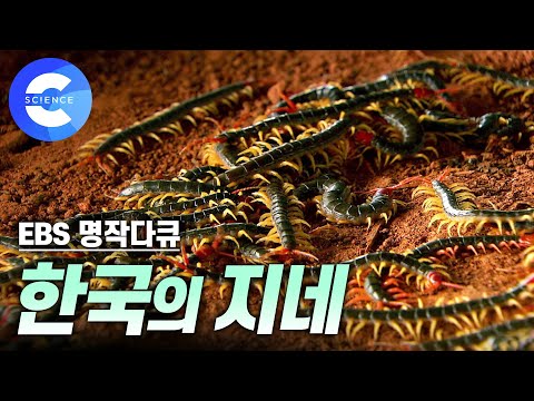 흥미로운 동물 '지네' | 🦎 도마뱀, 두꺼비와의 대결 | 능력자 '지네'의 반전 매력