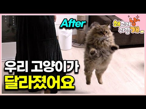 [ENG SUB] From Aggressive Cat To Patient Companion With Expert Guidance #PICKDOCU