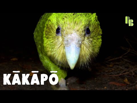 Why This Nocturnal Parrot Only Breeds When Summer is Hot