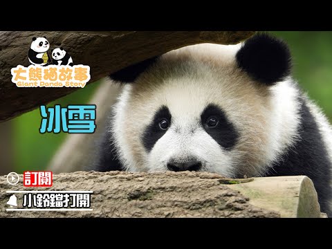 《大熊貓故事》第38期 大熊貓“冰雪”的故事 | iPanda熊貓頻道