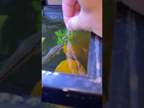 WHAT IS MY BABY BASS’ FAVORITE FOOD?