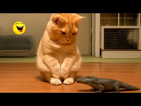 🤣搞笑视频#动物搞笑配音#看一遍笑一遍 #10