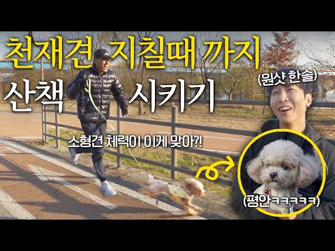 소형견이 이렇게 체력이 좋아도 되나요? 션도 깜짝 놀란 '천재견 토리'