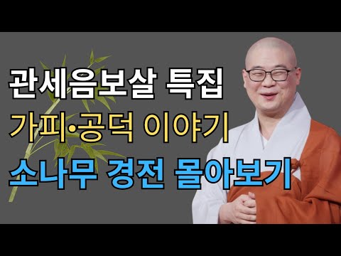3 관세음보살 특집｜광우스님의 소나무 경전 몰아보기