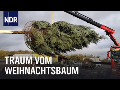 Endspurt auf der Weihnachtsbaumplantage | Die Nordreportage | NDR Doku