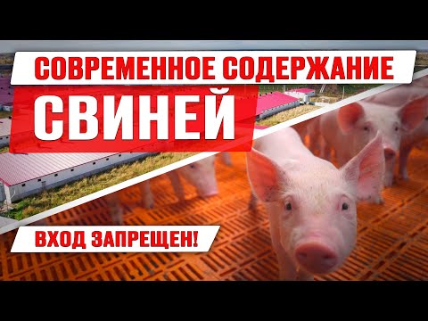 Современное содержание свиней | Откорм поросят | Работа на свинокомплексе | Дымов | Свиноводство