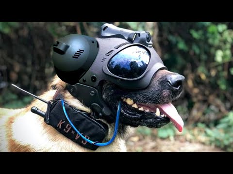 Must Have Gadgets For Military Dogs