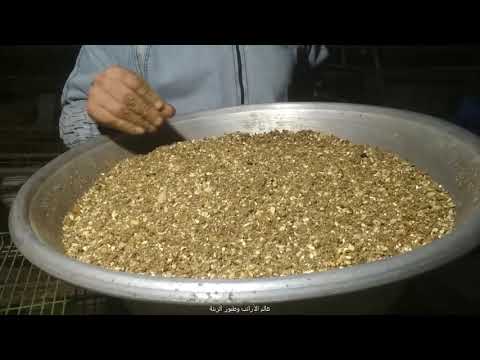 اصنع علف أرانبك  بنفسك  بمكونات  منزلية  بسيطة