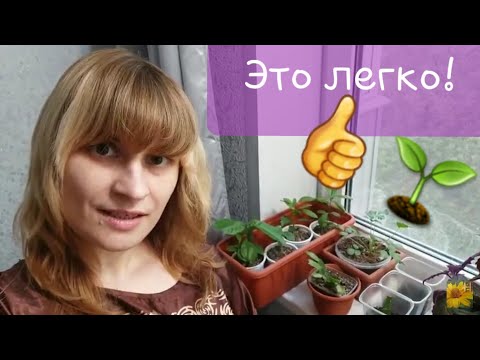 Комнатные растения. Укоренение лесных кактусов.🌵 Шлюмбергера (декабрист), хатиора, рипсалидопсис.