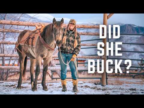 Half Draft Filly's First Saddling | Starting a Young Horse