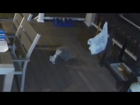 When the food tastes so good even the animals come around 🤣🤣🤣. What animal is this ?