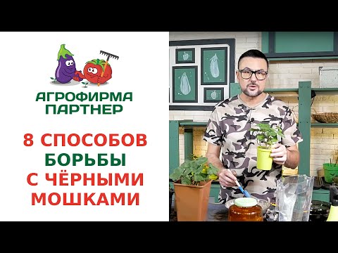 8 СПОСОБОВ БОРЬБЫ С ЧЁРНЫМИ МОШКАМИ