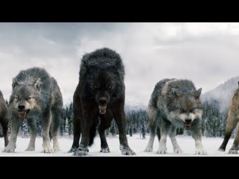 Twilight Wolves - Flesh