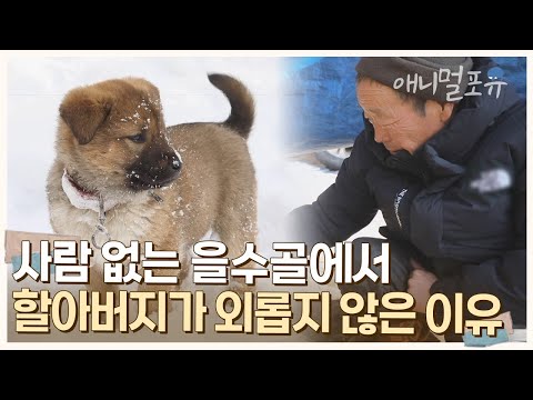 새하얀 겨울이 내려앉은 해발 800m, 할아버지와 강아지들만의 산중 낙원 🏔 | KBS 단짝 220225 방송