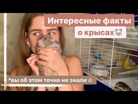 ТОП 16 УДИВИТЕЛЬНЫХ ФАКТОВ О КРЫСАХ О КОТОРЫХ ВЫ НЕ ЗНАЛИ