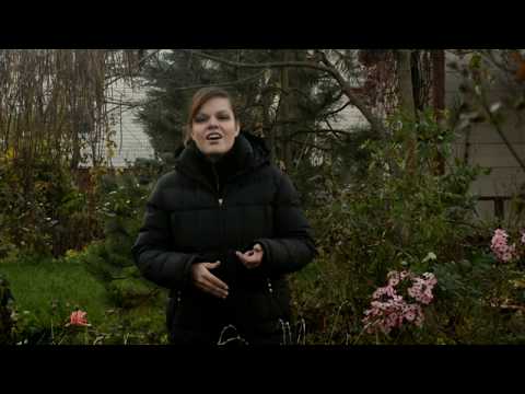 Садовый влог 05.11.18/ Розы в саду - продолжение / Готовлю сад к зимовке / Пригибаю розы