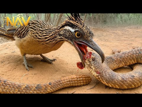 Wild Arizona: The Rattlesnake's Shocking War Against His Mortal Enemies | Wild Animals