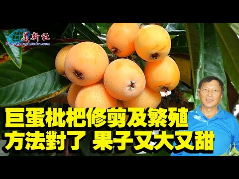 loquat pruning and grafting , in this method, will grow like crazy
