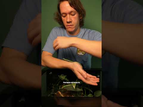 one of the world's most amazing lizards