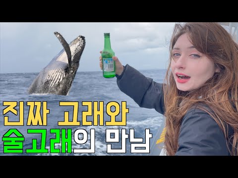 진짜고래와 술고래의 만남, 출산을 위해 이동하는 혹등고래를 찾아서 [호주]