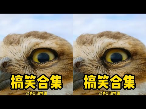 兩年半制作的驚世之作：2453秒，改變你看動物的方式！ #动物世界 #动物解说 #科普 #纪录片 #搞笑