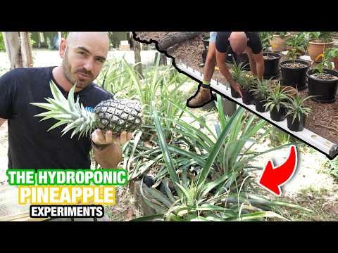 How to Grow Hydroponic Pineapples