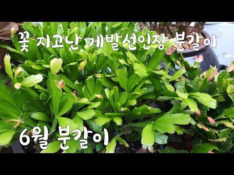꽃 지고난 #게발선인장 분갈이하기  #키우기