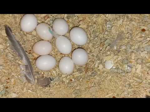 Цікавая парачка хвалістых папугаяў.