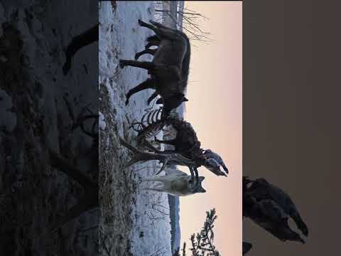 Full YouTube Episode Out Now. #wolf #wildlife