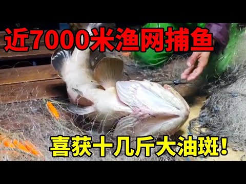 近7000米渔网捕鱼，光这条大油斑就2000+！