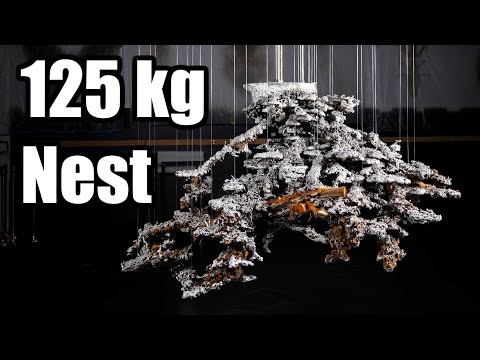 125 kg Aluminium Bull Ant Nest on Display at the Queensland Museum - Insect Agency Exhibition