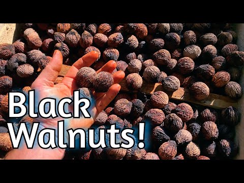 Black Walnut Processing - 2021 Edition